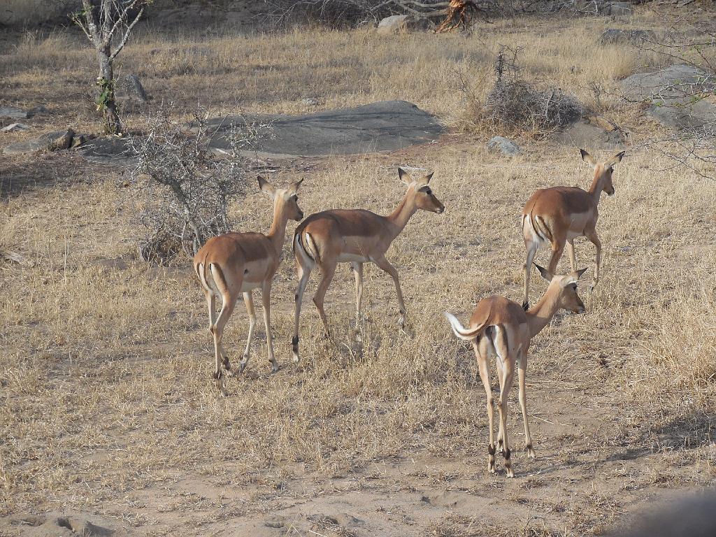 Suedafrika (129)